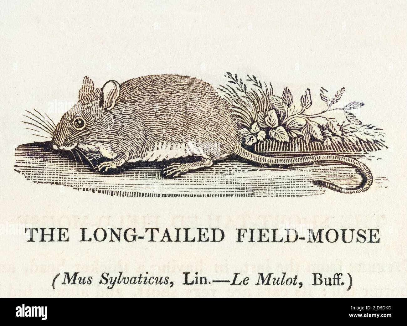 mus sylvaticus - il MOUSE DA CAMPO A CODA LUNGA : questo è il mouse da paese della favola di Aesop, che preferisce i rapaci di rischio e gli uccelli predatori per adottare uno stile di vita urbano. Versione colorata di : 10184863 Data: 1790 Foto Stock