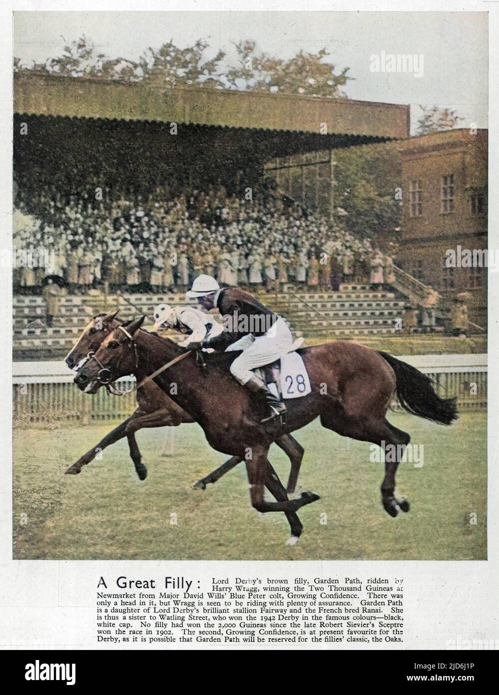 Garden Path, un bruno filly appartenente a Lord Derby e guidato da Harry Wragg, nella foto ha vinto i duemila Guineas a Newmarket contro il maggiore David Wills' Blue Peter Colt, aumentando la fiducia nel 1944. Versione colorata di: 10237521 Data: 1944 Foto Stock