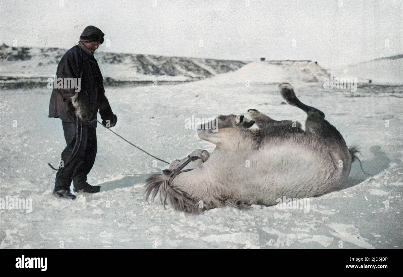 Michael il pony godendosi un rotolo nella neve vicino alle sue scuderie in Antartide, durante la spedizione polare malata di Scott 1910 - 1912. Il capitano Scott scrisse dei pony nel suo diario, 'poveri bruti. Come devono avere goduto il loro primo rotolo. Mi rendo conto che ora sono insieme amatati amministrano gentilmente gli uffici l'uno verso l'altro; uno li vede gawing via i flans dell'altro in un modo amichevole ed obbligante." Versione colorata di: 10528888 Data: 1913 Foto Stock