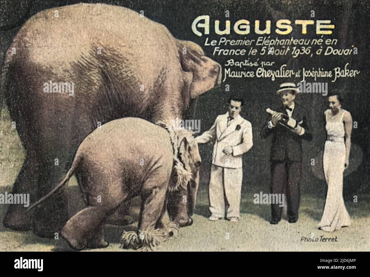 Primo elefante nato in Francia - chiamato Auguste - il 5th agosto 1936 a Douai. 'Battezzato' con Champagne dalla combinazione improbabile di ammiratori pachiderm, Maurice Chevalier e Josephine Baker!!! Versione colorata di: 10653326 Data: 1936 Foto Stock