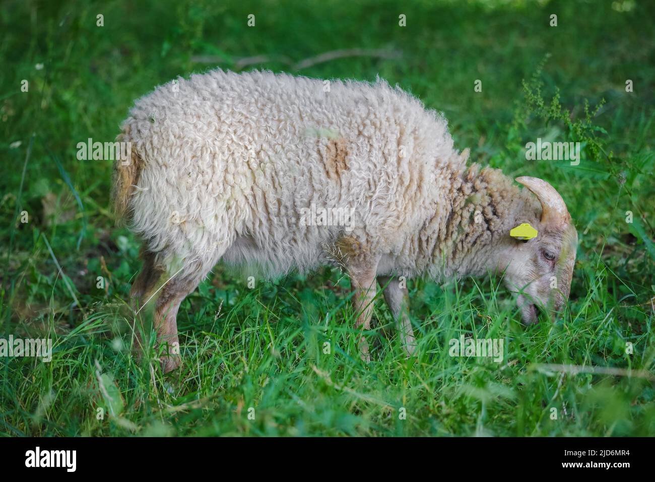 Le giovani pecore con la sua lana colorata si nutre di erba in Eco pascolo Foto Stock