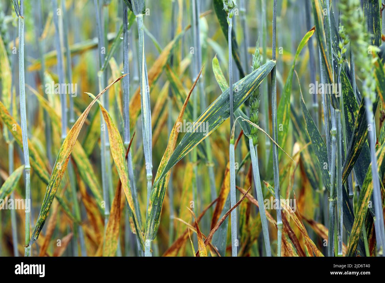 Grave giallo o ruggine a strisce Puccinia striiformis su un raccolto di grano. Foto Stock