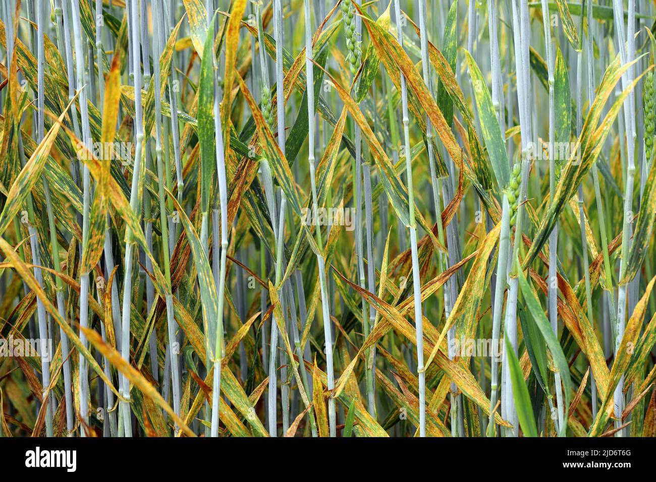 Grave giallo o ruggine a strisce Puccinia striiformis su un raccolto di grano. Foto Stock