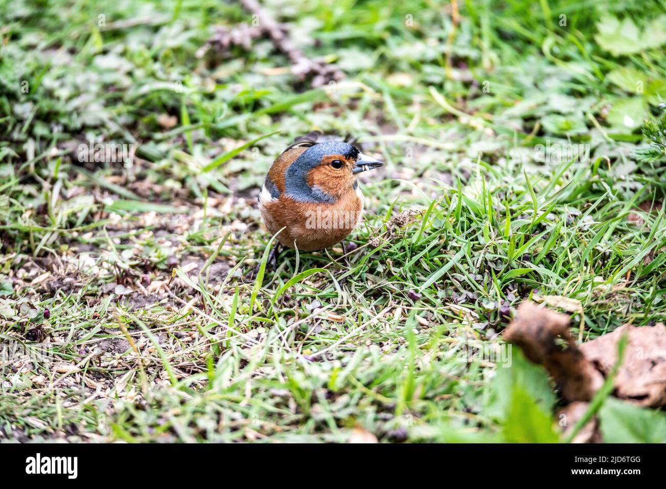 Chaffinch alla riserva naturale di Gosforth Park, Newcastle upon Tyne UK Foto Stock