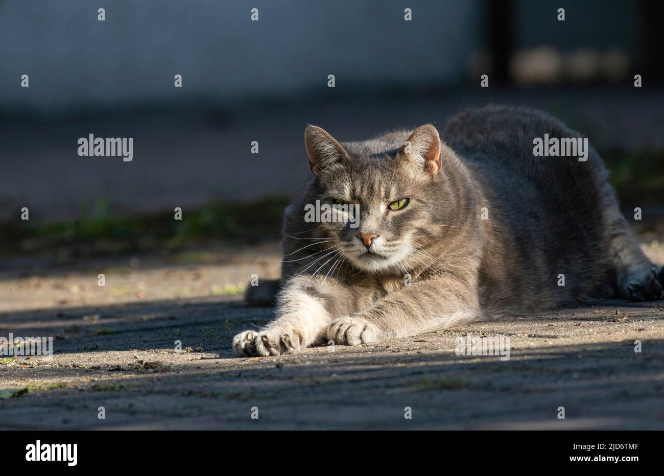 primo piano di un gatto che giace a terra Foto Stock