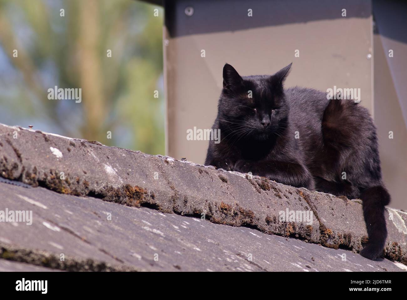 primo piano di un gatto nero che giace su un tetto Foto Stock