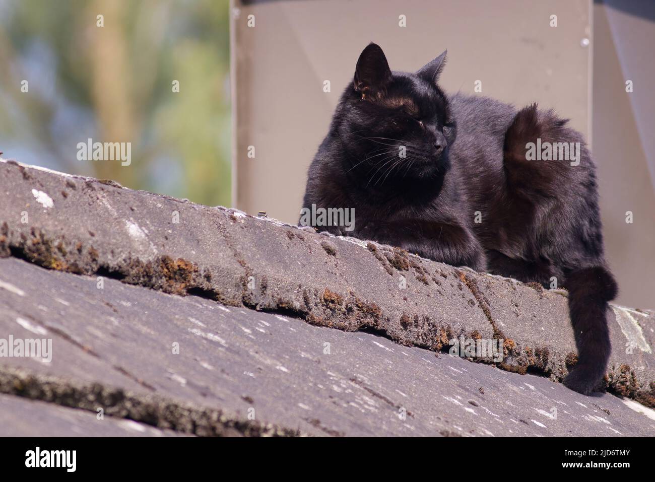 primo piano di un gatto nero che giace su un tetto Foto Stock