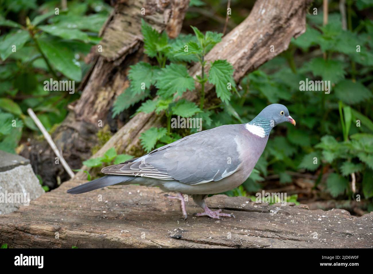 Woodpicceon presso la riserva naturale di Gosforth Park, Newcastle upon Tyne UK Foto Stock