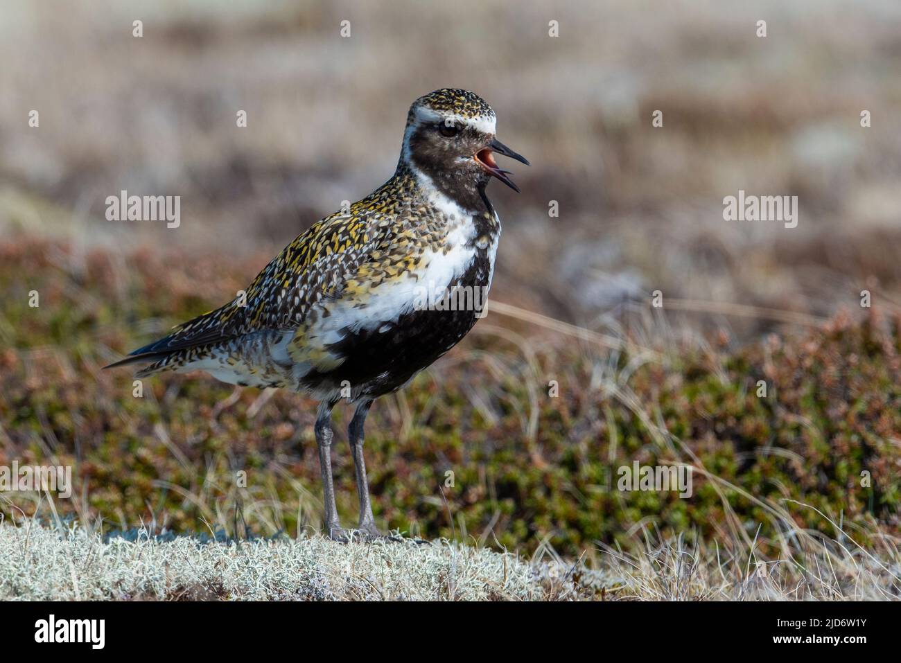 Maschio Golden Plover (Pluvialis albicaria) che chiama le brughiere e tundra nel Nord Islanda Foto Stock