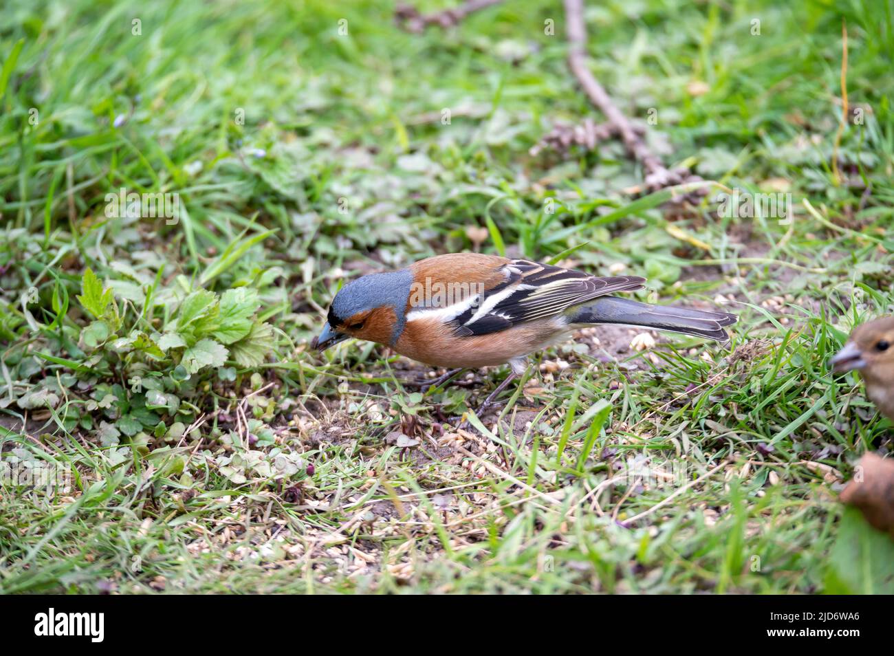 Chaffinch alla riserva naturale di Gosforth Park, Newcastle upon Tyne UK Foto Stock