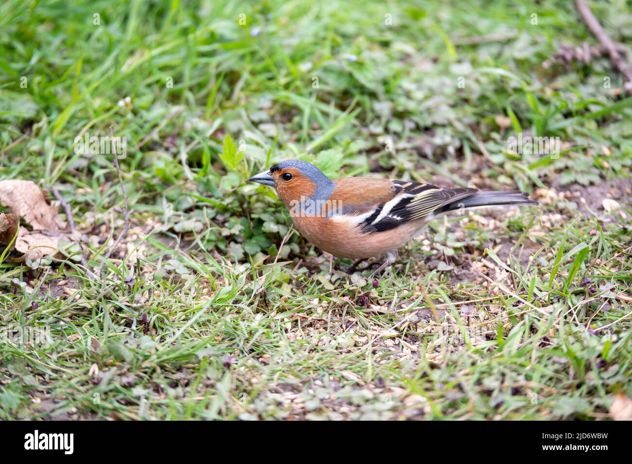 Chaffinch alla riserva naturale di Gosforth Park, Newcastle upon Tyne UK Foto Stock