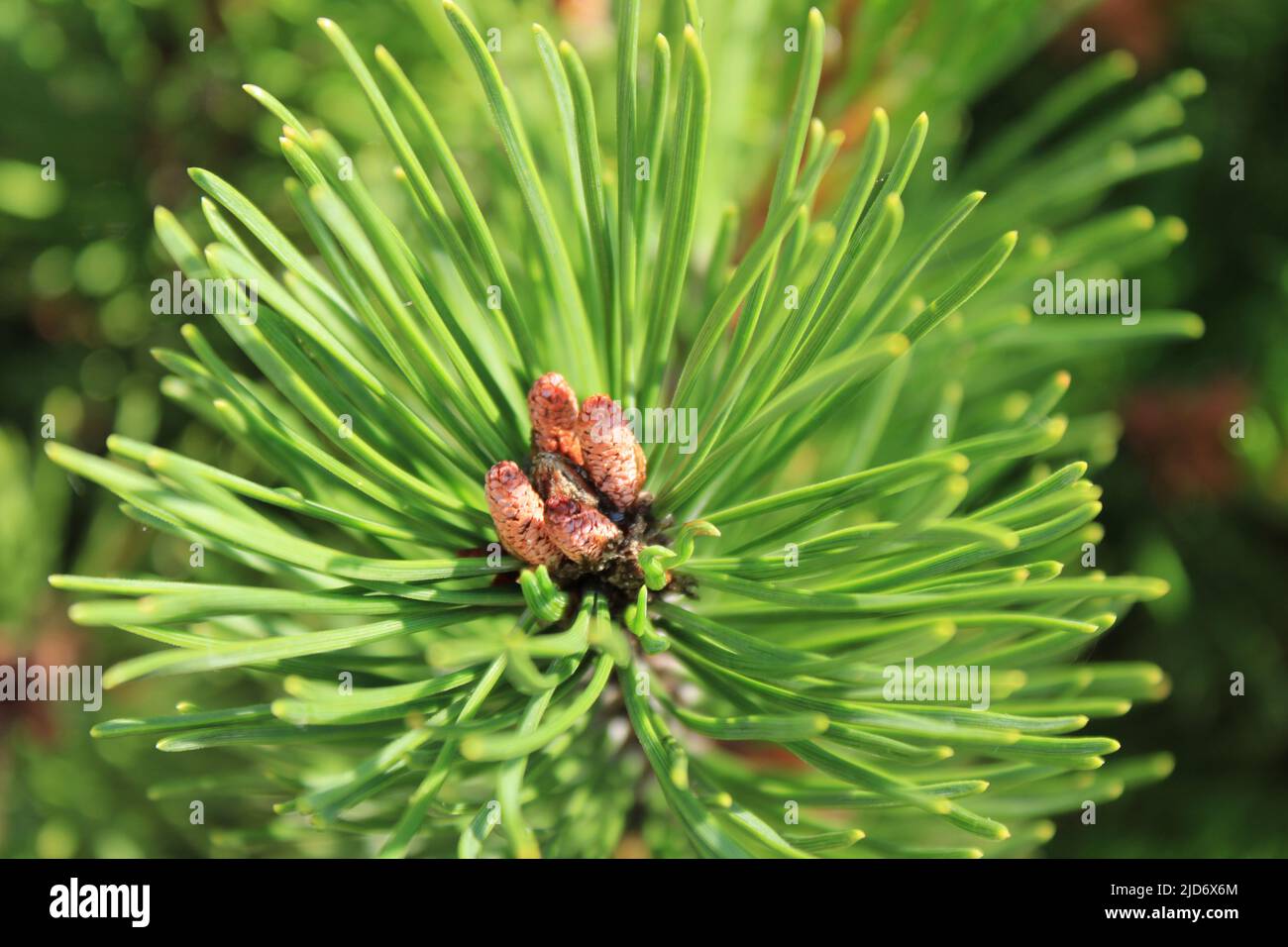 Vista dall'alto del pino germogliante con foglie di verde brillante in estate Foto Stock