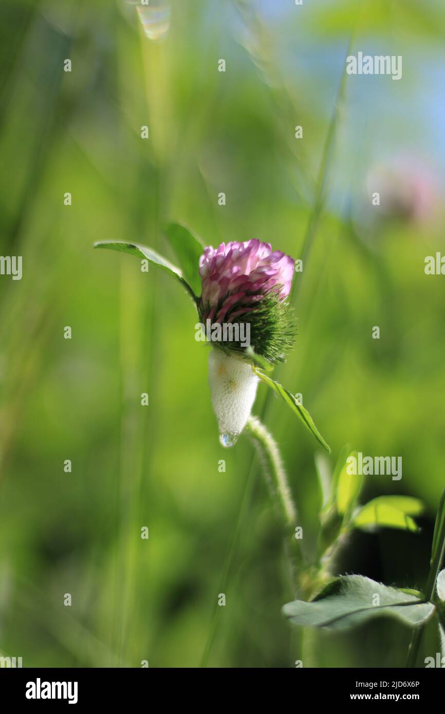 Trifoglio rosso con schiuma bianca a forma di cono e singola grande bolla trasparente sulla punta, formata da spittlebug (froghopper) ninfa in primavera Foto Stock