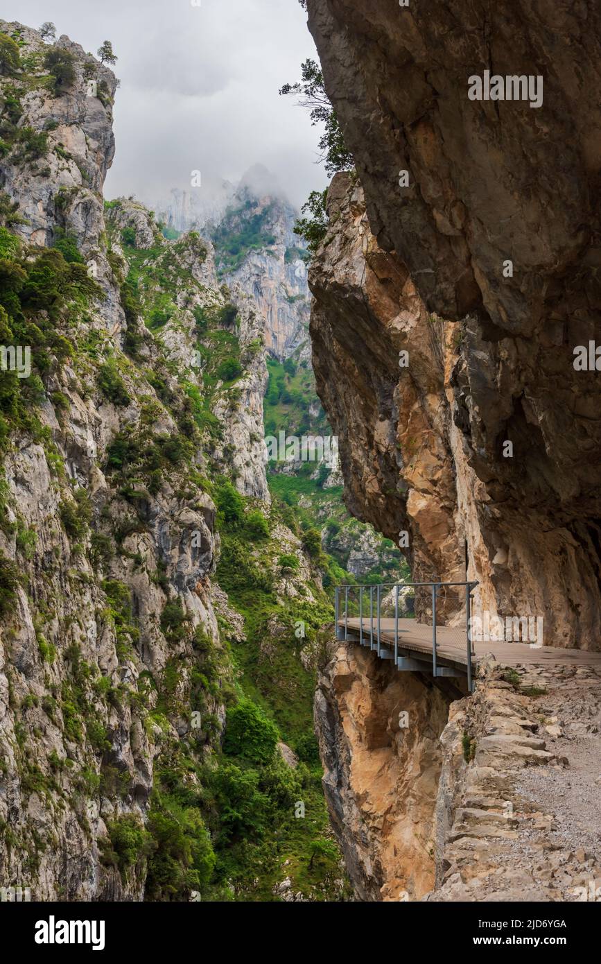 Senda del rio Cares, un sentiero che attraversa una gola del Picos de Europa, nella catena montuosa della Catabrica. Foto Stock