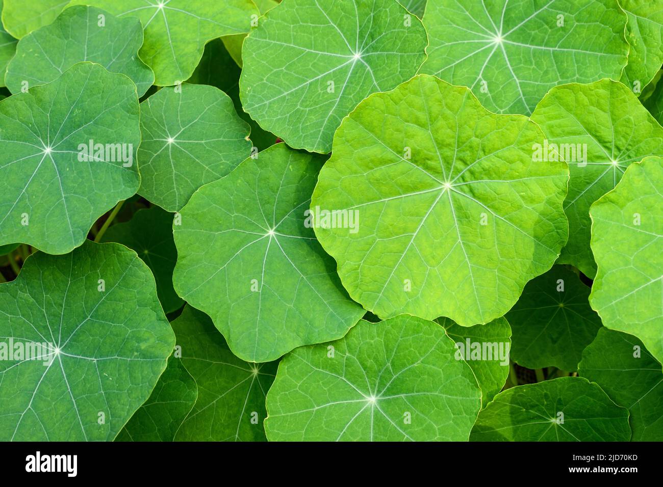 Le foglie di nasturzio crescono strettamente insieme in una vista macro che mostra i dettagli fini Foto Stock