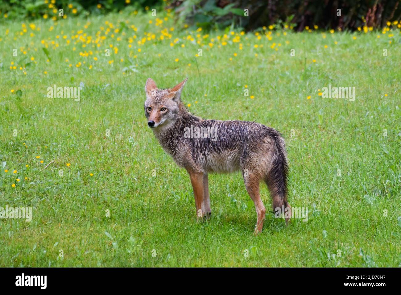 Un coyote adulto suburbano umido in piedi sul bordo di un prato vicino Seattle nella contea di King nello stato di Washington Foto Stock