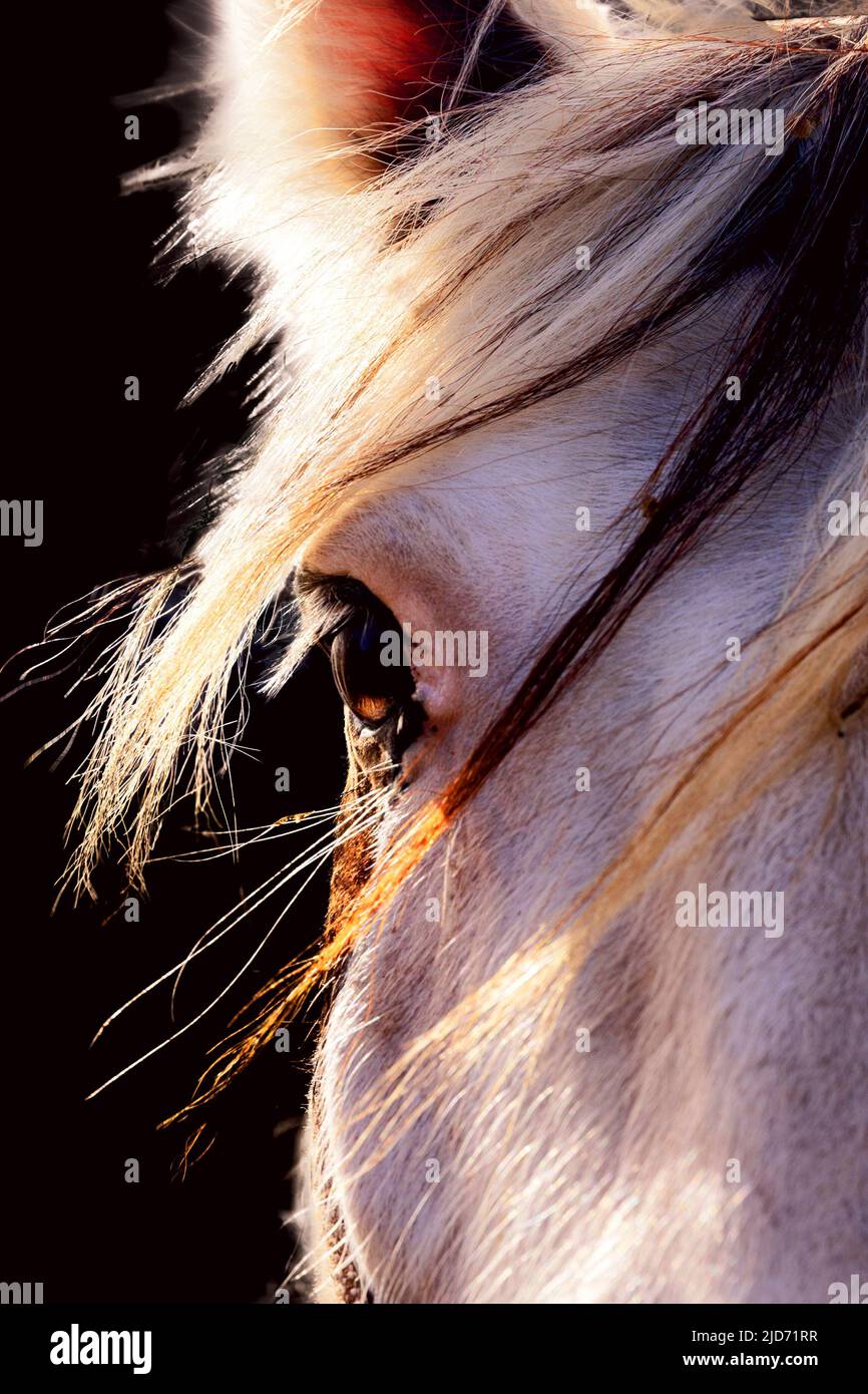 Cavallo, ritratto soleggiato. Sfondo nero, mane rosso, colori chiari. Foto Stock