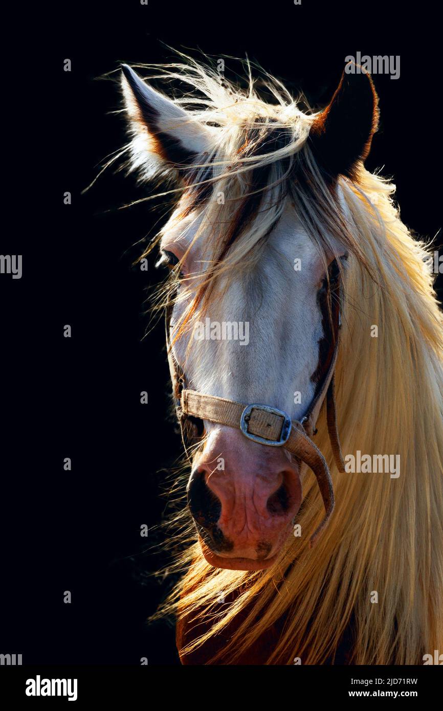 Cavallo, ritratto soleggiato. Sfondo nero, mane rosso, colori chiari. Foto Stock