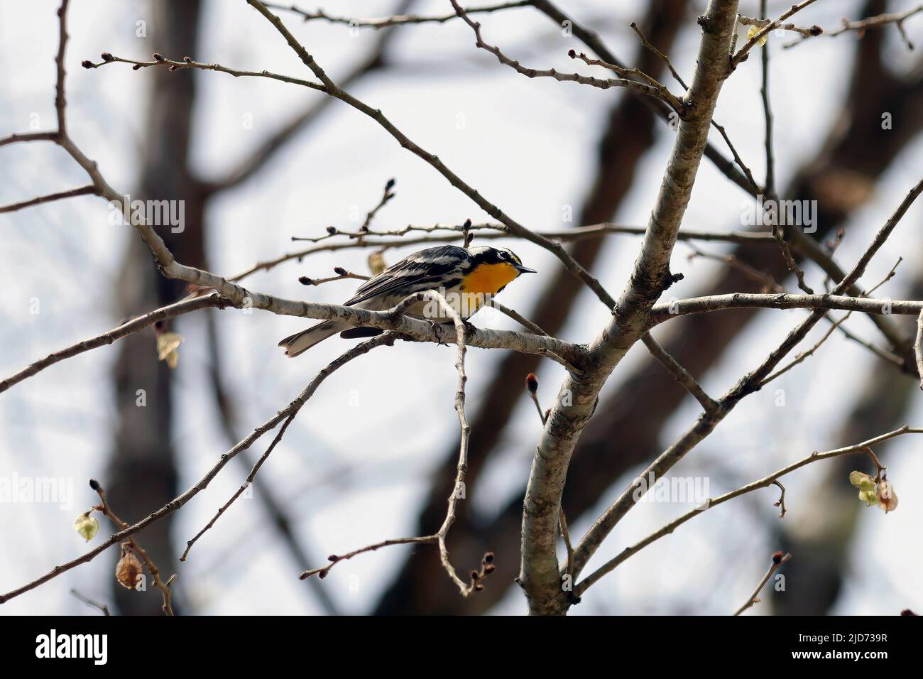 Maschio Warbler a gola gialla Setophaga dominica su ramo d'albero in giorno nuvoloso Foto Stock