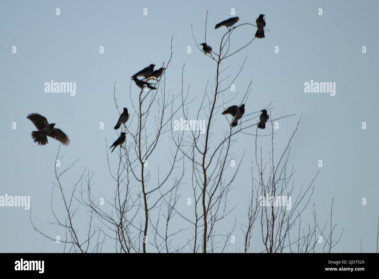 Corvi su albero. Uccelli neri. Corvi seduti su rami. Volo di uccello. Foto Stock