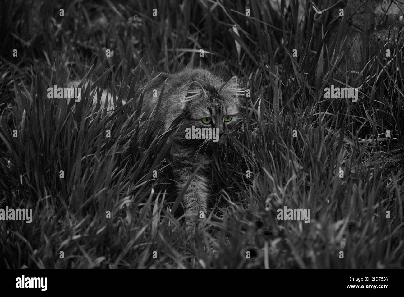 Gatto in preda. Foto Stock