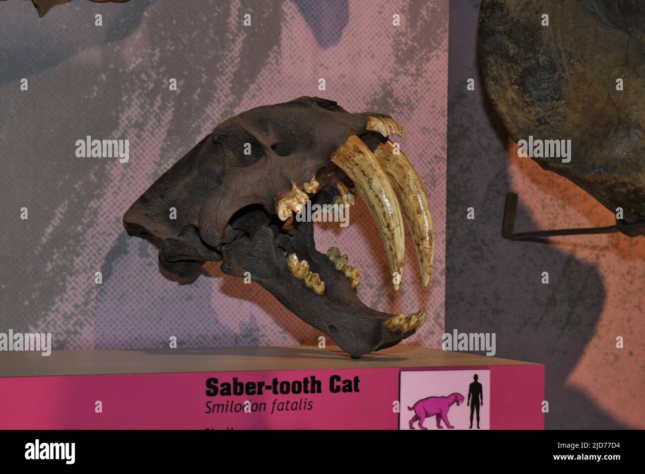 Dente Sabre Cat Foto Stock
