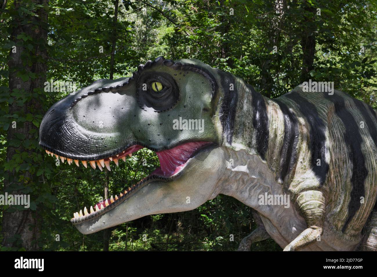 Tyrannosaurus Rex. Foto Stock