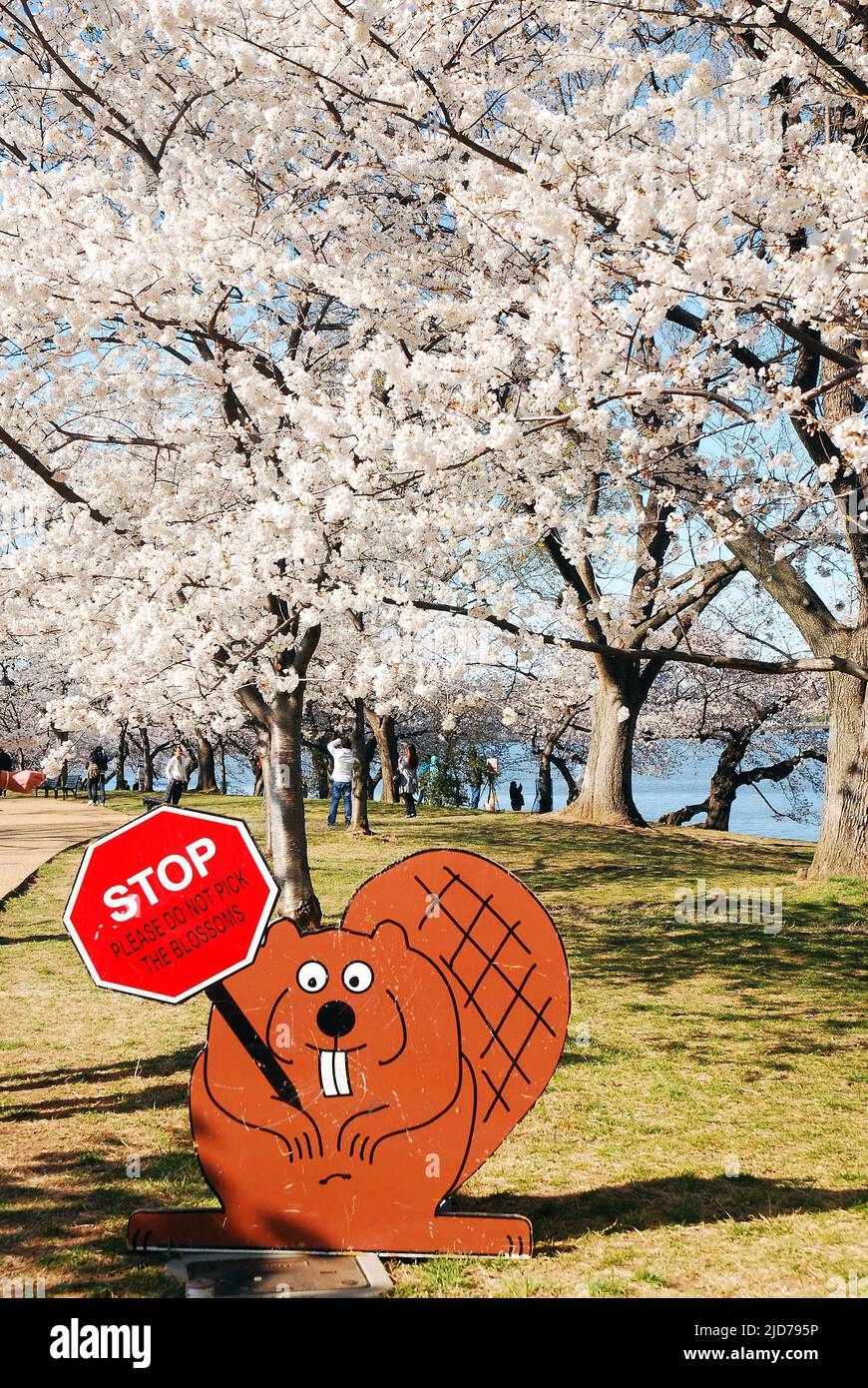 Una mascotte castoro del festival avverte i visitatori di non danneggiare i ciliegi a Washington, DC Foto Stock