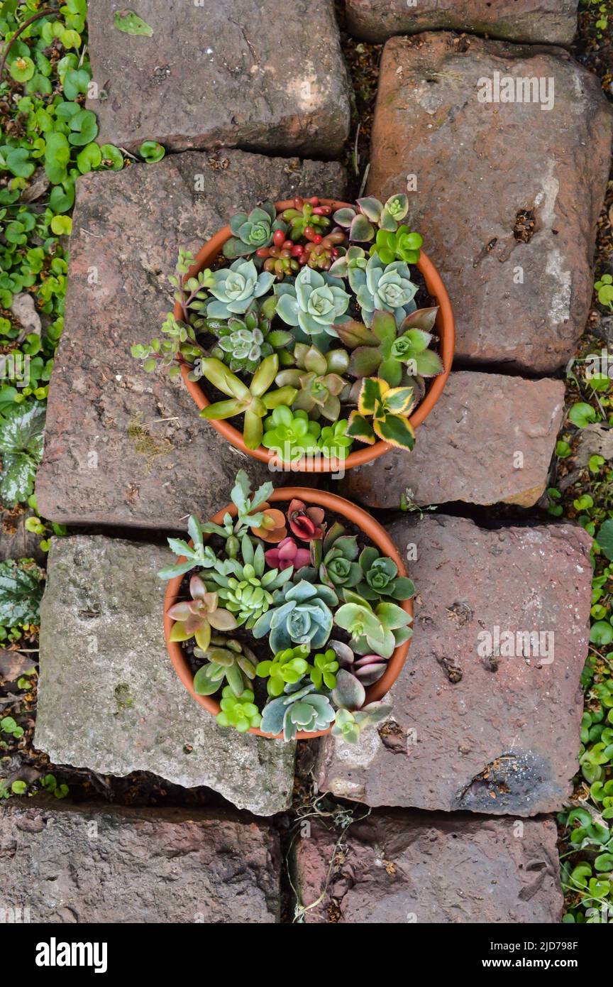 mini giardini di varietà di succulenti in una pentola Foto Stock