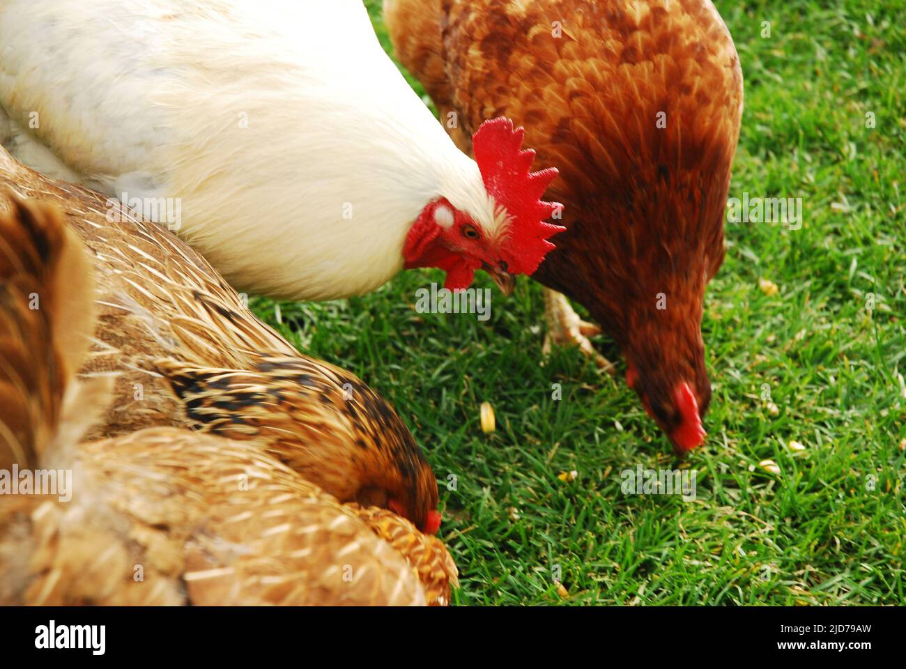 I gallo si rivivono per il loro cibo in una fattoria in Vermont Foto Stock