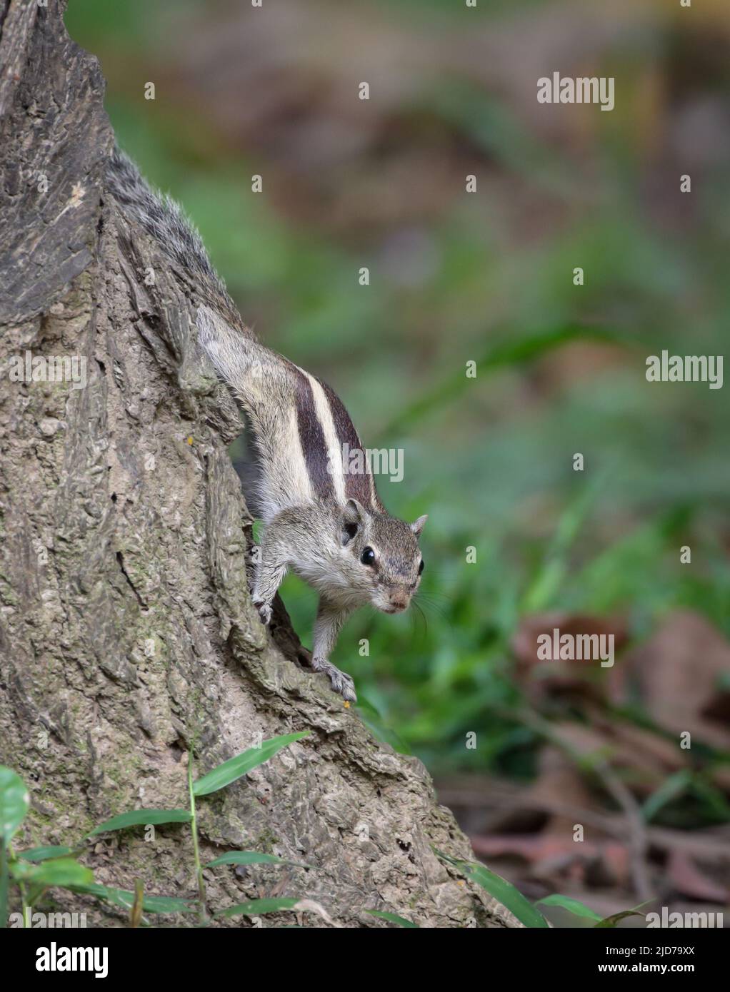 Lo scoiattolo di palma settentrionale, detto anche scoiattolo di palma a cinque righe, è una specie di roditore della famiglia Sciuridae. Foto Stock