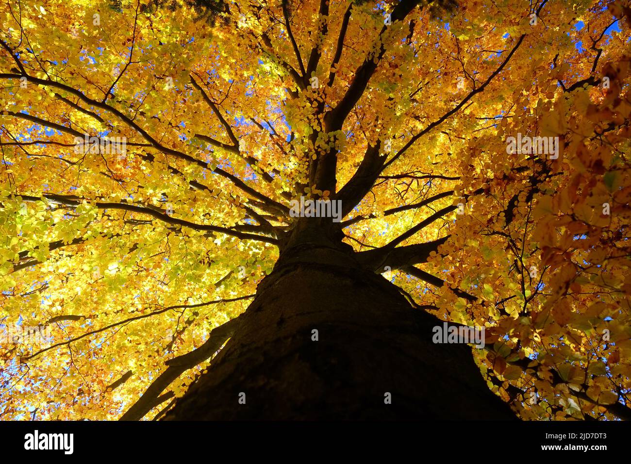 Herbstliche bunte Baumkrone Foto Stock