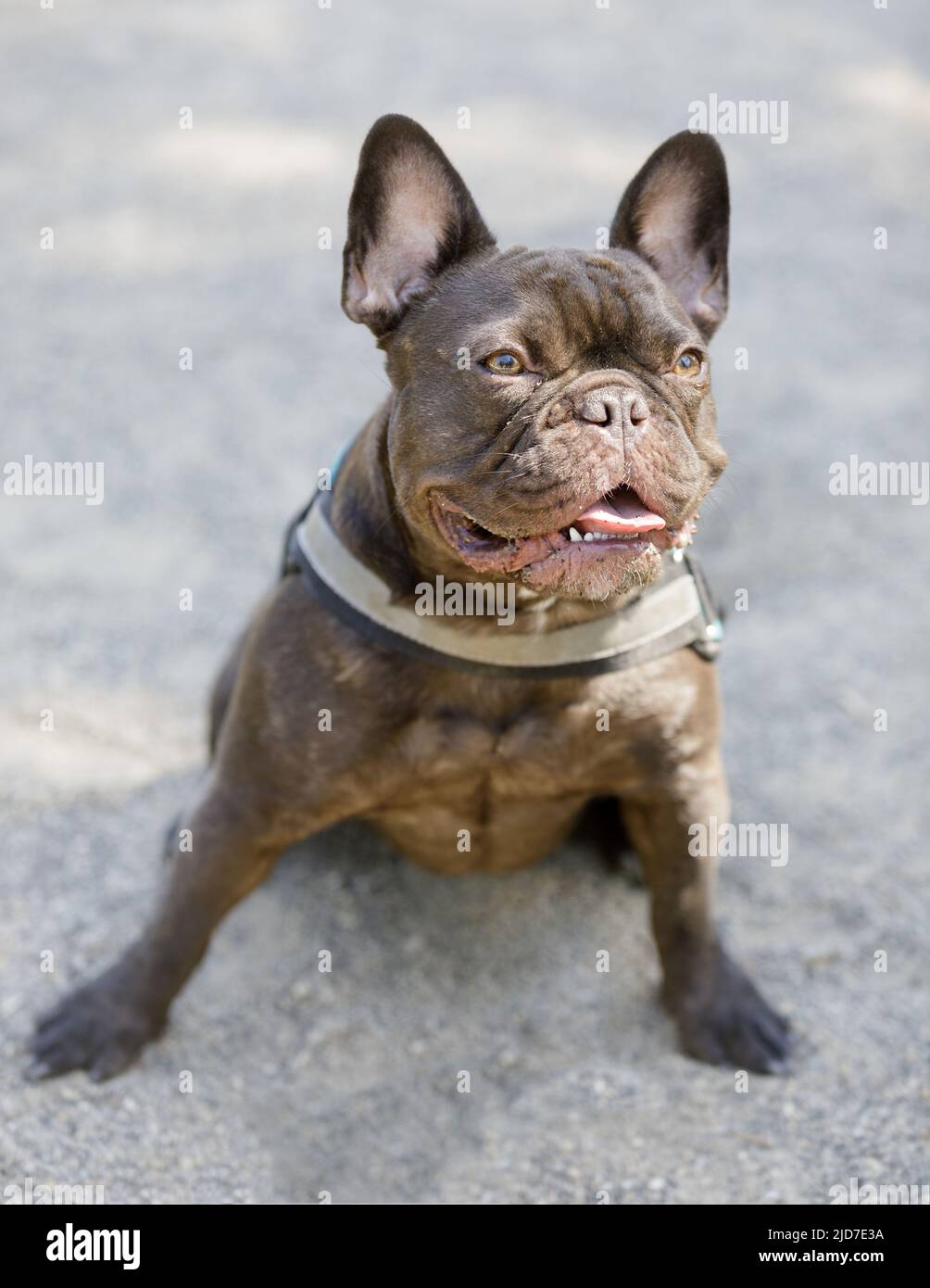 Expressive Chocolate French Bulldog seduta con lingua fuori. Parco per cani al guinzaglio nella California settentrionale. Foto Stock