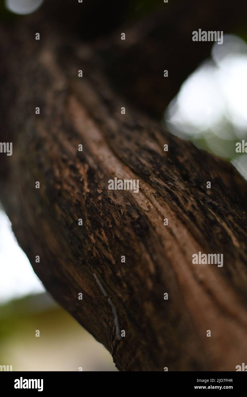 I rami di un albero Foto Stock