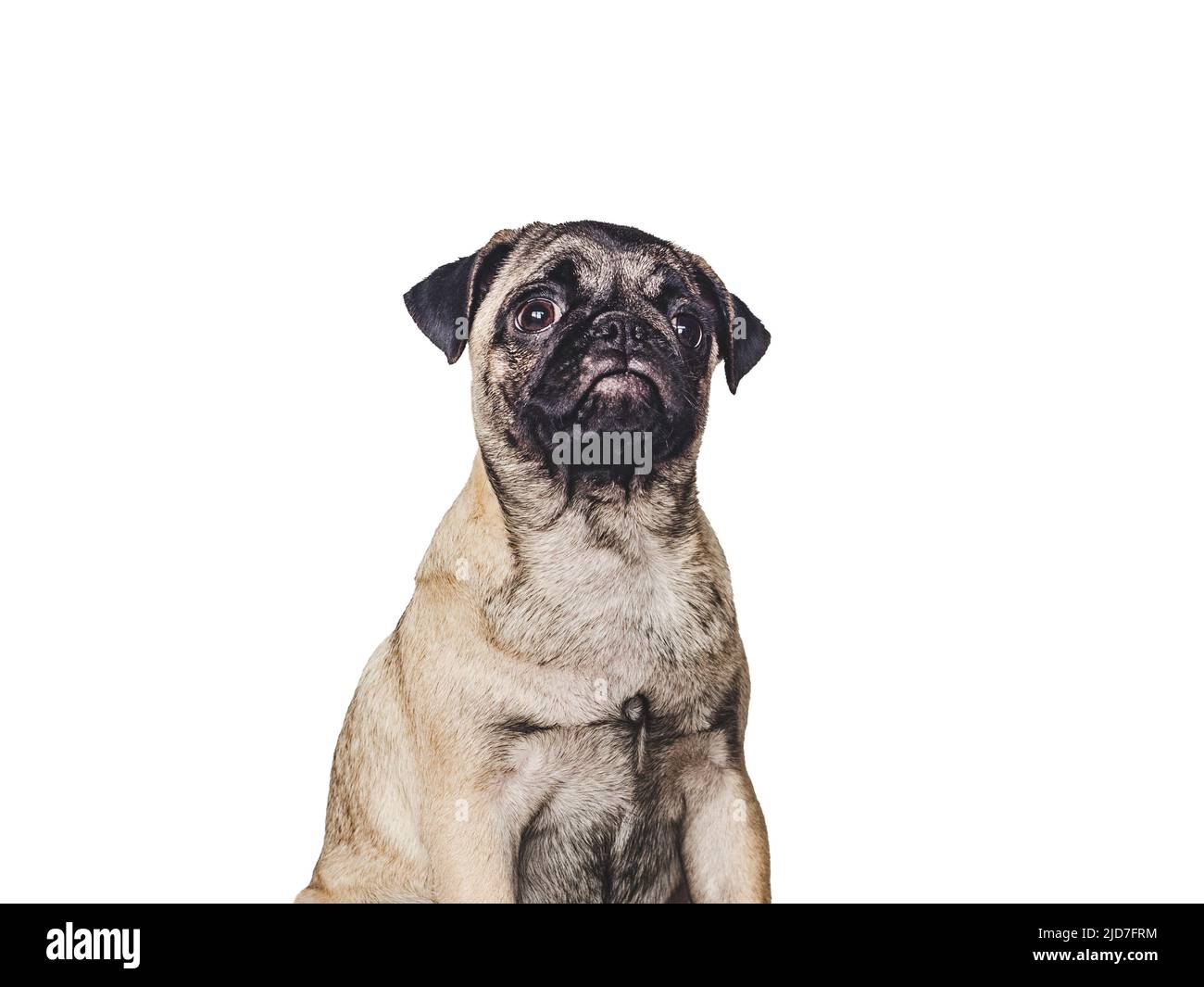 Adorabile, cucciolo grazioso. Primo piano, in interni, foto da studio. Luce diurna. Concetto di cura, educazione, obbedienza, formazione e allevare animali domestici Foto Stock