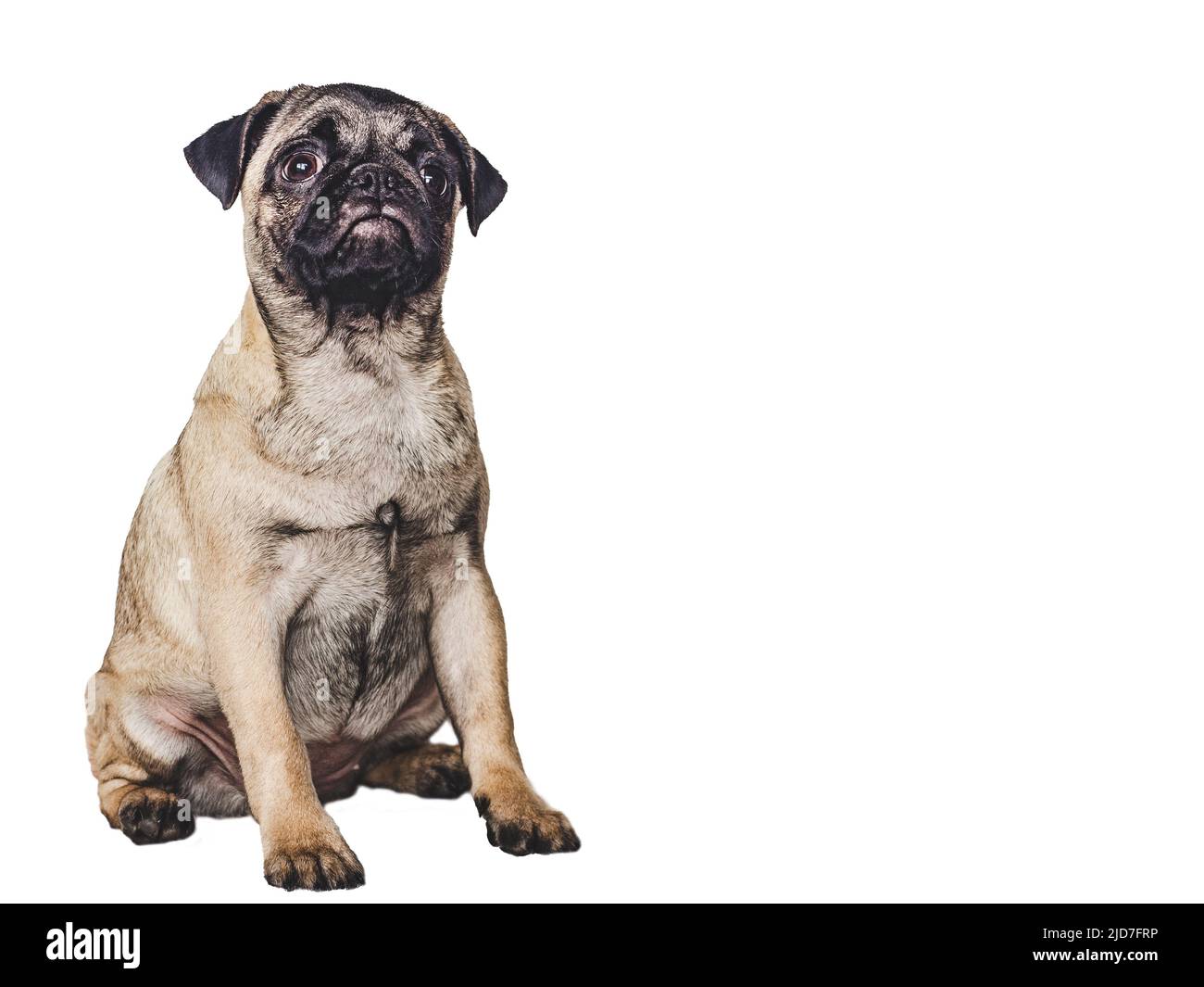 Adorabile, cucciolo grazioso. Primo piano, in ambienti interni. Foto studio Foto Stock