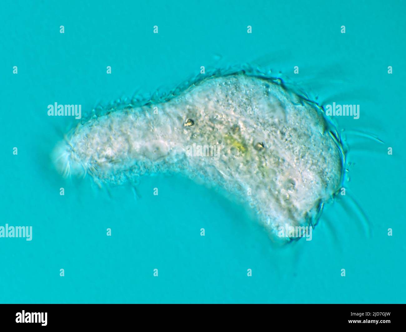 Gastrotrich da un campione di acqua dolce al microscopio Foto Stock