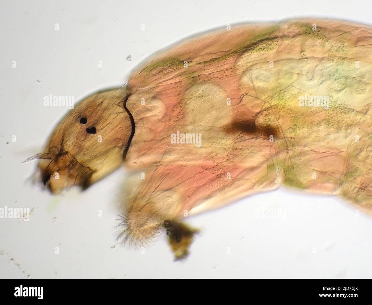 Testa di larva di Midge (Chironomidae), micrografia leggera Foto Stock