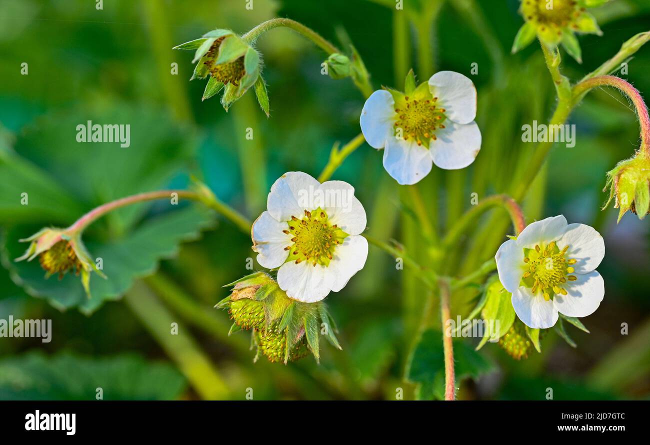 fiori di fragola e fragole giovani alla luce della sera Foto Stock