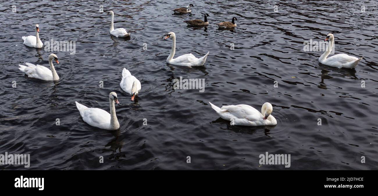 River Tees, Stockton, Inghilterra, Regno Unito. Cigni e oche cerchiano sacchi di plastica pieni di pane bazzolette gettate nel fiume. Foto Stock