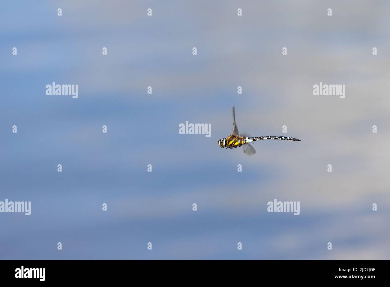 Dragonfly uomo falco meridionale [ Aeshna cianea ] in volo sopra lo stagno Foto Stock
