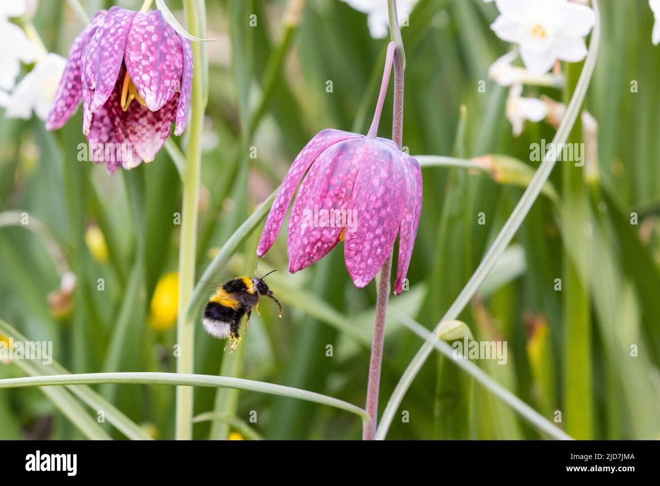 Bumblebee dalla coda bianca (Bombus luorum) in volo alla testa di Snake fritillary flower Foto Stock