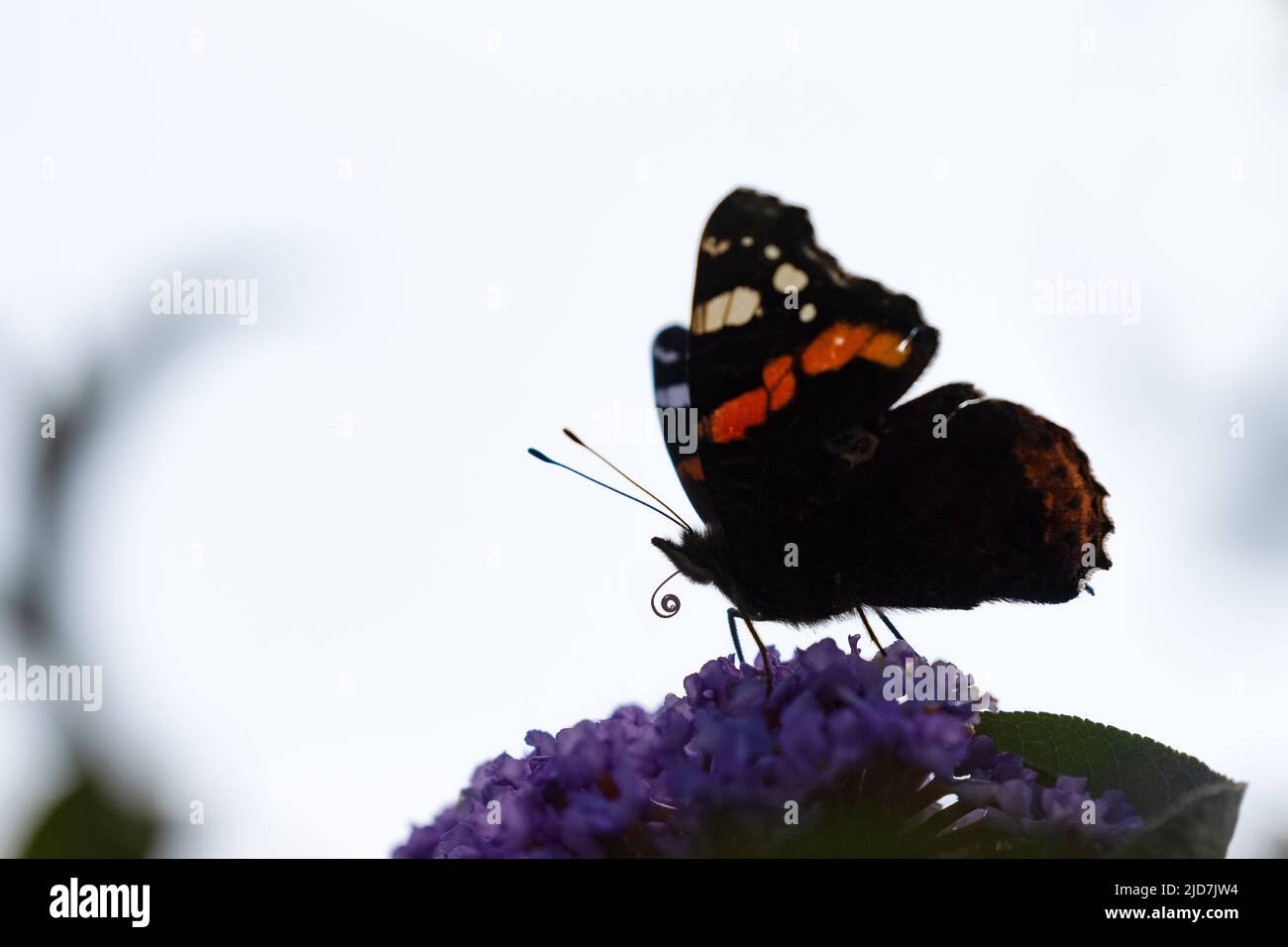 Silhouette di farfalla ammiraglio rossa [ Vanessa atalanta ] su fiore di Buddleia Foto Stock