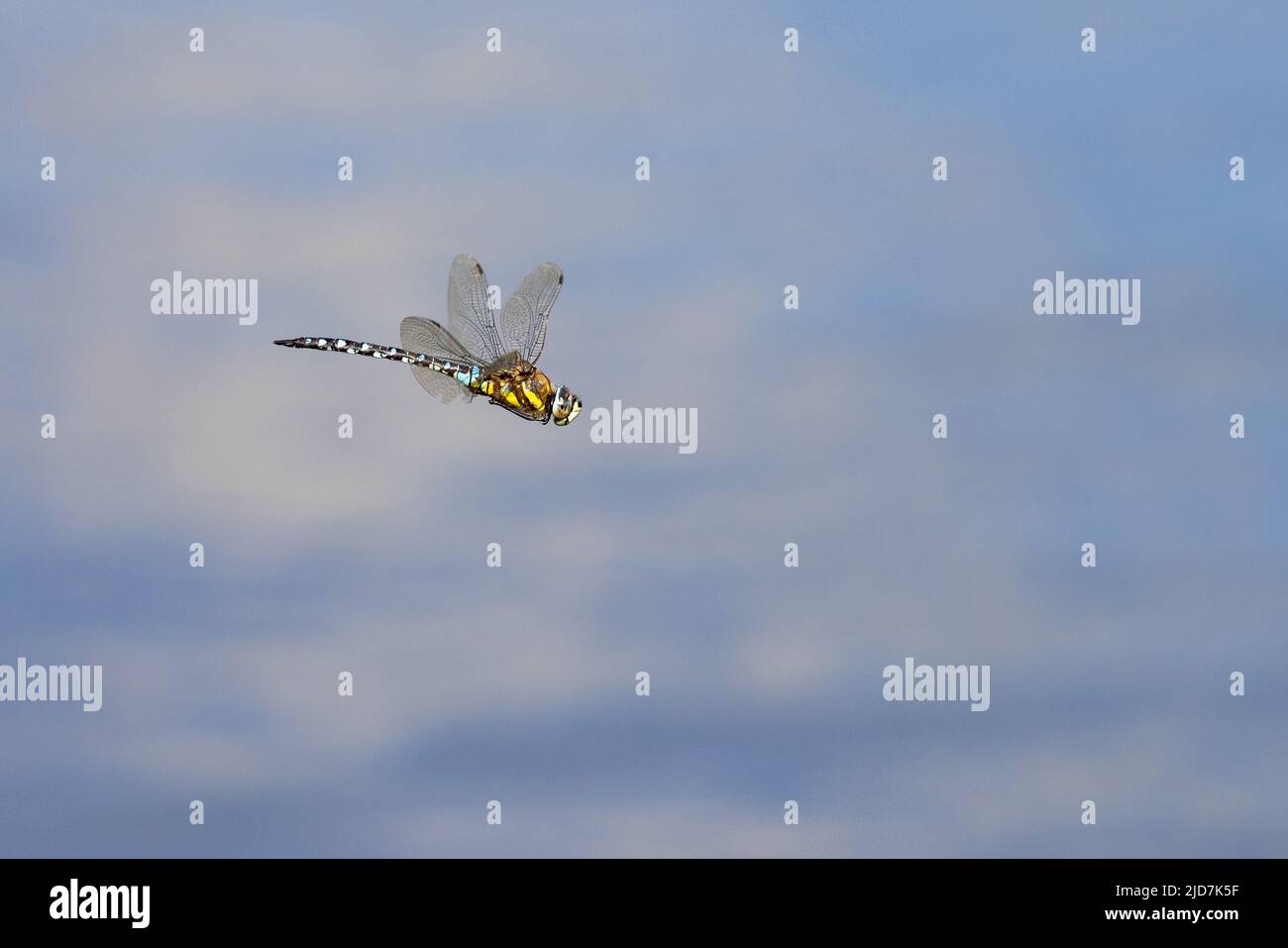Dragonfly uomo falco meridionale [ Aeshna cianea ] in volo sopra lo stagno Foto Stock