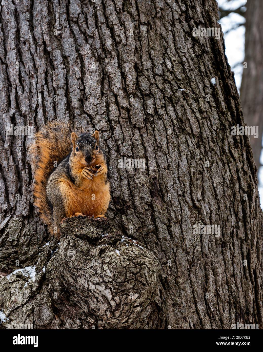 Kalamazoo Michigan scoiattolo mangiare su un albero coperto di neve Foto Stock
