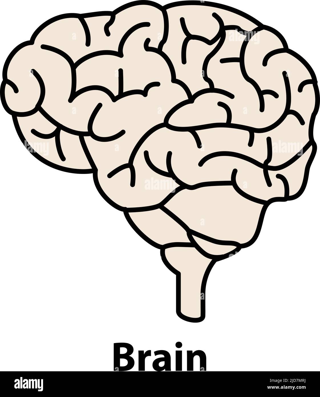 Cervello umano. Organo interno, anatomia. Immagine di un'icona a forma di cartone animato vettoriale isolata su sfondo bianco. Illustrazione Vettoriale