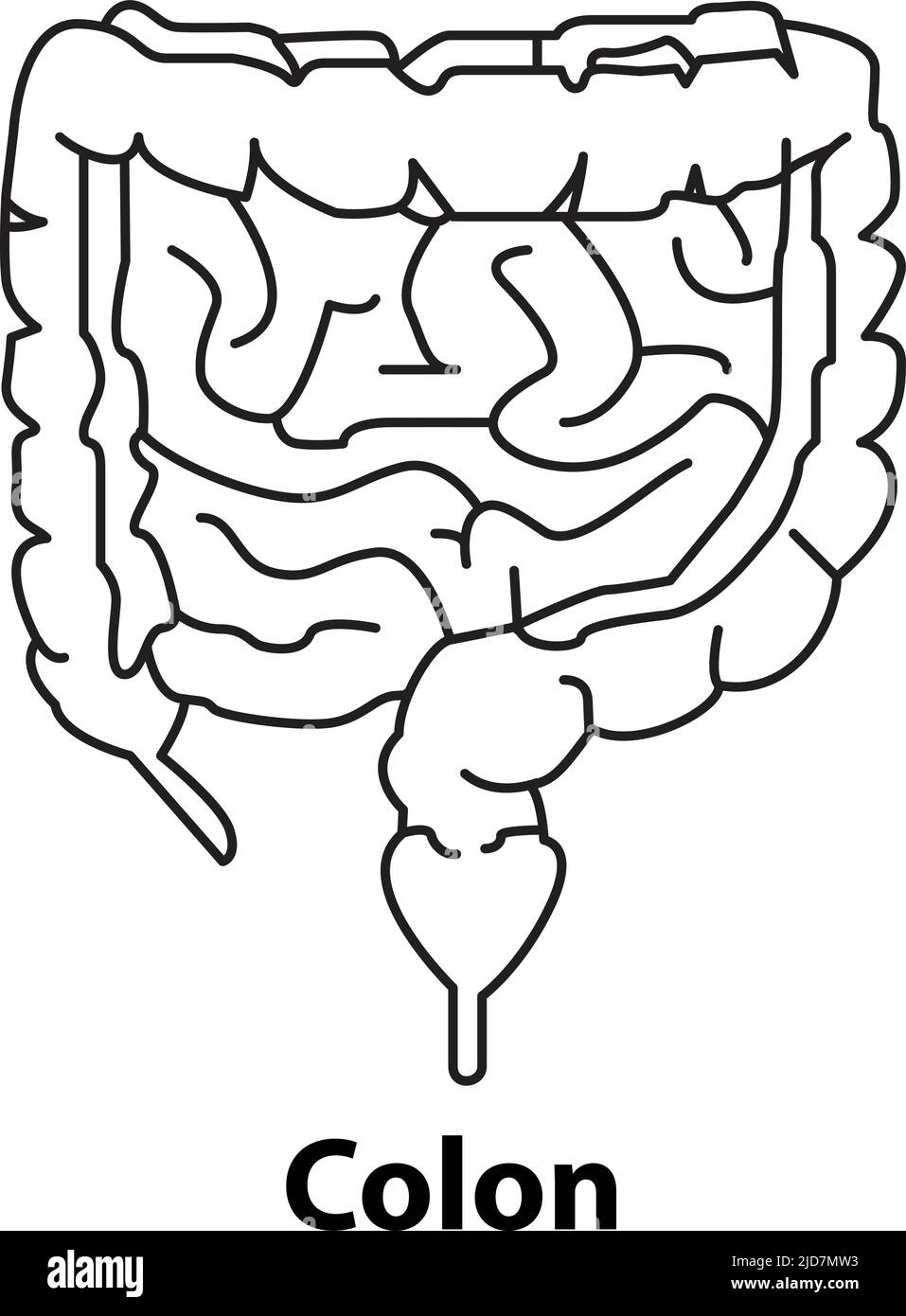 contorno del colon dell'organo interno umano. vettore. su sfondo bianco Illustrazione Vettoriale