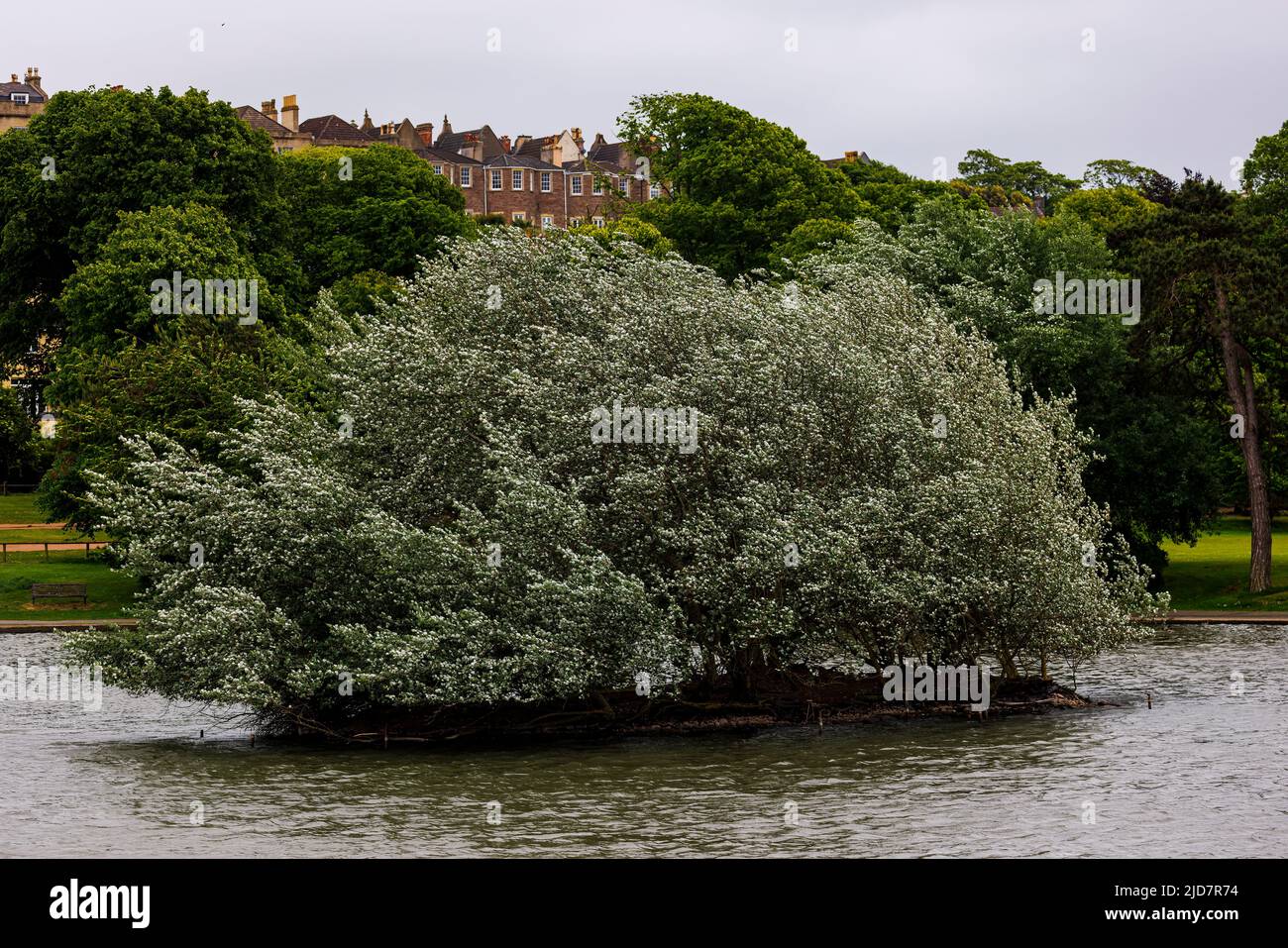 Slipper betulla in mezzo ad un lago Foto Stock
