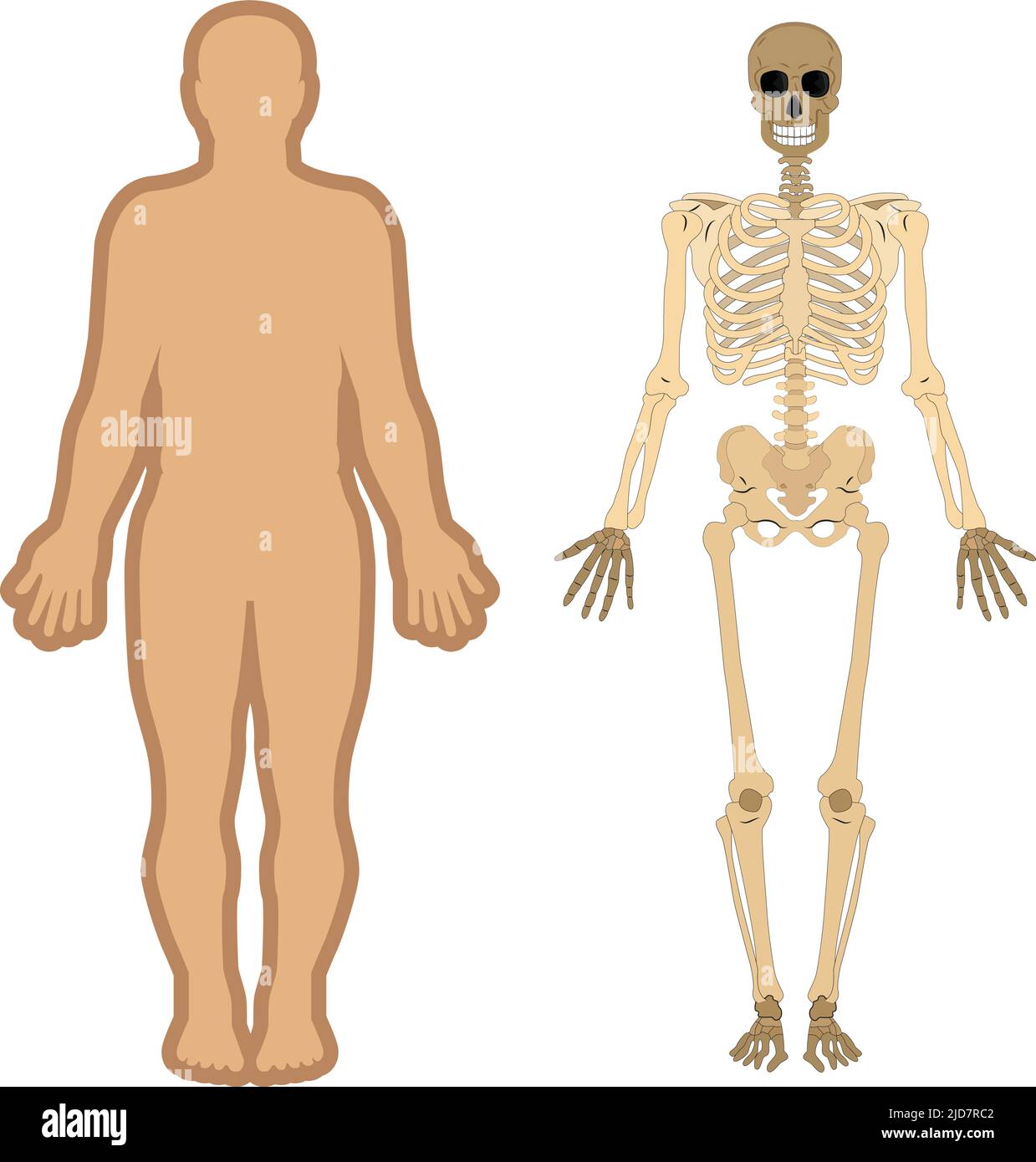 Set di illustrazioni piatte del corpo umano e del sistema scheletrico. Silhouette del corpo, scheletro e ossa all'interno del corpo. Materiali didattici per l'anatomia. Illustrazione Vettoriale