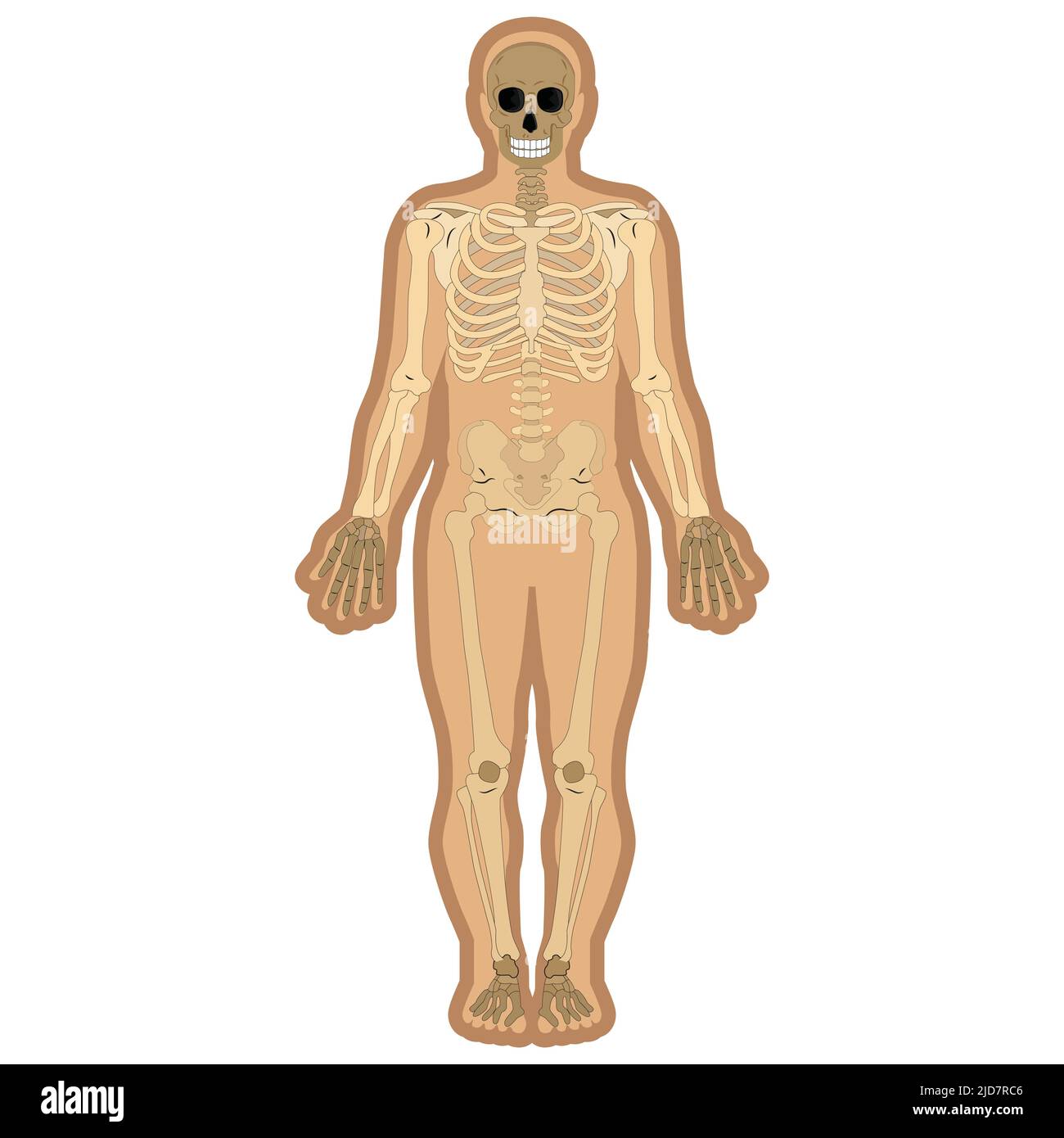 scheletro e ossa all'interno del corpo. Materiali didattici per l'anatomia. Illustrazione vettoriale Illustrazione Vettoriale